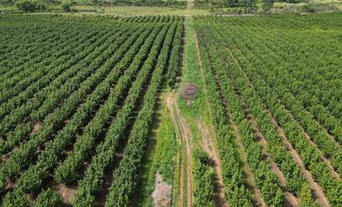 Parcela en venta en PELARCO