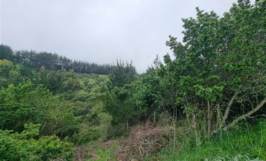 Terreno Construccion  en Venta en Coliumo, Los Morros, Punta Talca