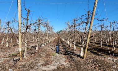 Agrícola en Venta en VILLA ALEGRE