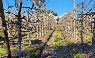 Agrícola en Venta en VILLA ALEGRE