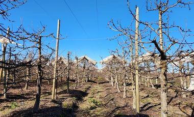Agrícola en Venta en VILLA ALEGRE