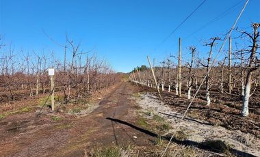 Agrícola en Venta en VILLA ALEGRE