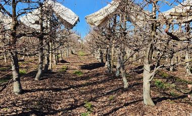 Agrícola en Venta en VILLA ALEGRE
