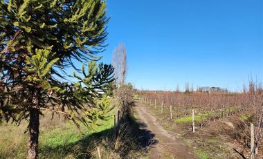 Agrícola en Venta en VILLA ALEGRE
