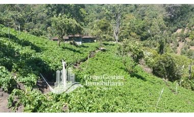 Vendo Finca en Boquete ideal para Cafe o Turismo