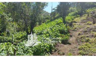 Vendo Finca en Boquete ideal para Cafe o Turismo