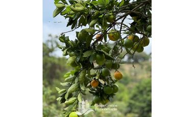 Vendo Finca en Boquete ideal para Cafe o Turismo