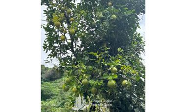 Vendo Finca en Boquete ideal para Cafe o Turismo