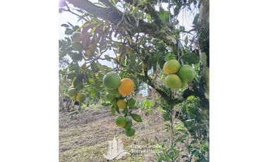 Vendo Finca en Boquete ideal para Cafe o Turismo