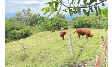 Vendo Magnífica Finca en el Mejor Clima del País ARBELAEZ