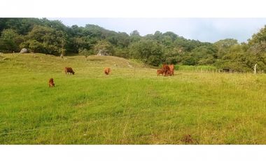 Vendo Magnífica Finca en el Mejor Clima del País ARBELAEZ