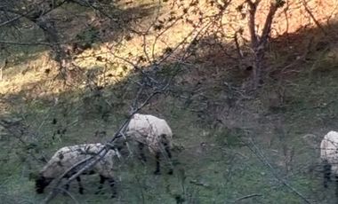 Parcela en Venta en Licancheu