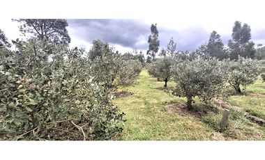 Vende Casa Lote Sabana Alta, Villa de Leyva