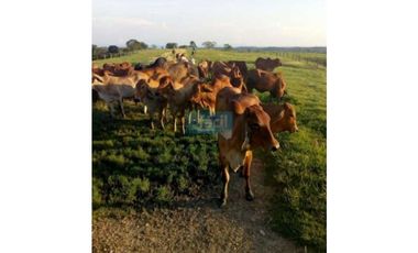 Finca en Puerto Berrio- al lado derecho del rio Magdalena
