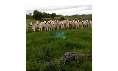 Finca en Puerto Berrio- al lado derecho del rio Magdalena