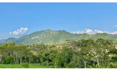 Majestuoso terreno con bosque nativo y vista a los nevados en Tipuana Condominio Campestre. Cerritos. Pereira - Colombia.