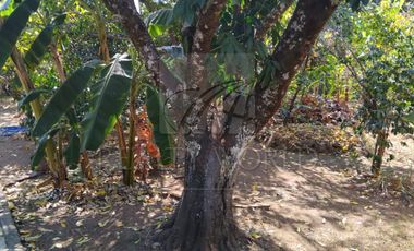 Ranchos en Venta en Malinalco