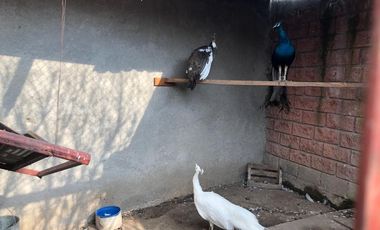 Ranchos en Venta en San Isidro