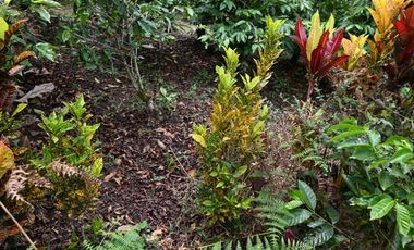FINCA PRODUCTIVA NOCAIMA