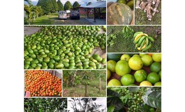 FINCA PRODUCTIVA NOCAIMA