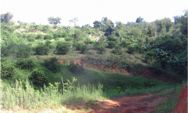 Venta Finca Buenavista Quindio - Colombia COD: 9271712