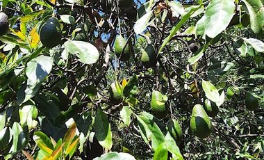 RANCHO AGUACATERO EN VENTA