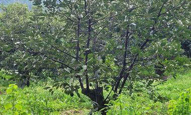 RANCHO AGUACATERO EN VENTA