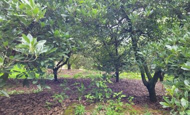 RANCHO AGUACATERO EN VENTA