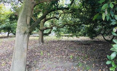 Venta terreno Gayllabamba plano con escrituras individuales 4.200m2