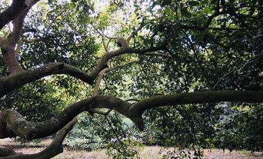 Venta terreno Gayllabamba plano con escrituras individuales 4.200m2