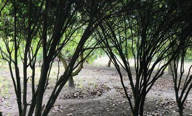 Venta terreno Gayllabamba plano con escrituras individuales 4.200m2