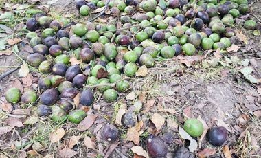 Venta terreno Gayllabamba plano con escrituras individuales 4.200m2