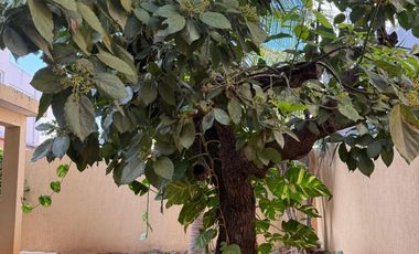 Casa en venta en Col.Montes de Ame, Mérida Yucatán
