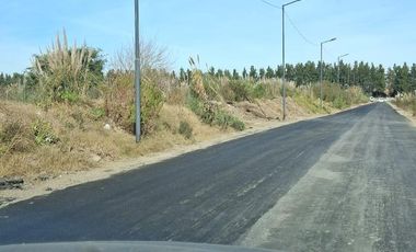 Terreno - Troncos Del Talar