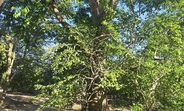 ¡Terreno con Cenote en venta! Valladolid, Yucatán.