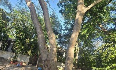¡Terreno con Cenote en venta! Valladolid, Yucatán.
