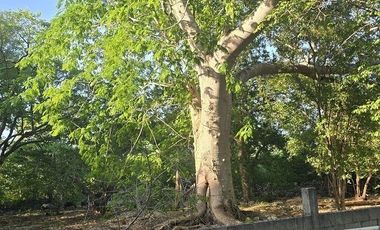 ¡Terreno con Cenote en venta! Valladolid, Yucatán.