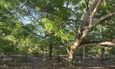 ¡Terreno con Cenote en venta! Valladolid, Yucatán.