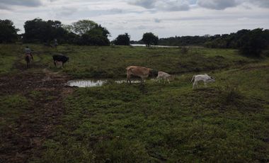 Hectáreas en Venta en Veracruz Tlacotalpan con Cause de Río. Ver