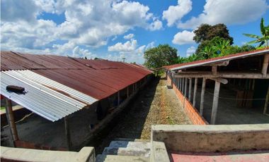 SE VENDE FINCA PRODUCTIVA VEREDA ENTRE FILANDIA - QUIMBAYA