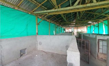 SE VENDE FINCA PRODUCTIVA VEREDA ENTRE FILANDIA - QUIMBAYA