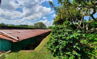 SE VENDE FINCA PRODUCTIVA VEREDA ENTRE FILANDIA - QUIMBAYA