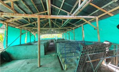 SE VENDE FINCA PRODUCTIVA VEREDA ENTRE FILANDIA - QUIMBAYA