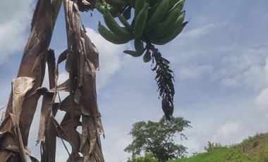 Lote Venta Vereda Campo Alegre Alcalá