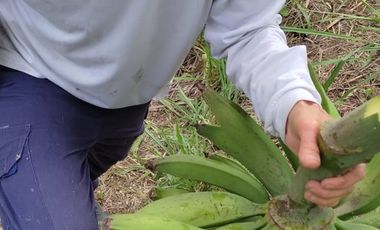 Lote Venta Vereda Campo Alegre Alcalá