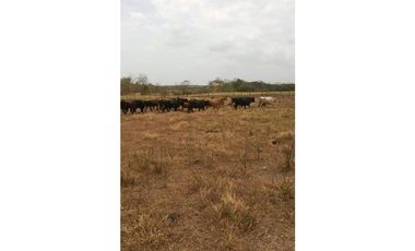 Venta Finca Ganadera en Union Santeña Pacora