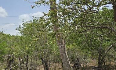 Rancho en venta Tizimin, Yucatán.