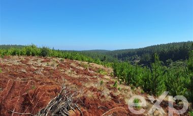 Terreno Construccion en Venta en Venta sitio 5000m2 Alto Colorado Pichilemu