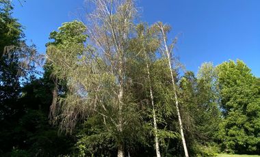 Preciosa casa en parcela rodeada de árboles nativos