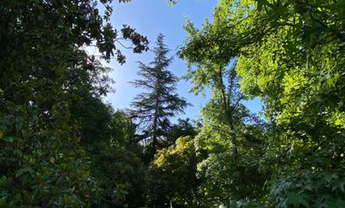 Preciosa casa en parcela rodeada de árboles nativos